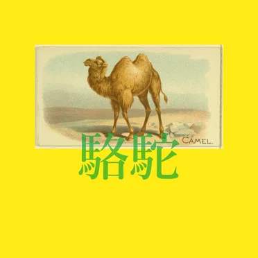 Camel