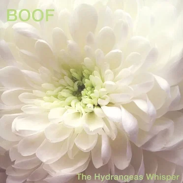 The Hydrangeas Whisper by Boof - album cover