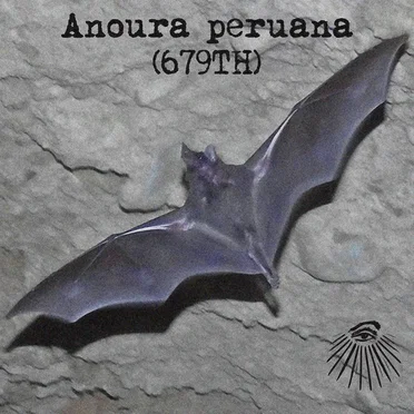 Anoura peruana