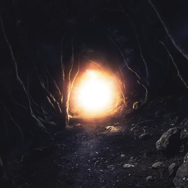 Never Take a Rose From a Beast