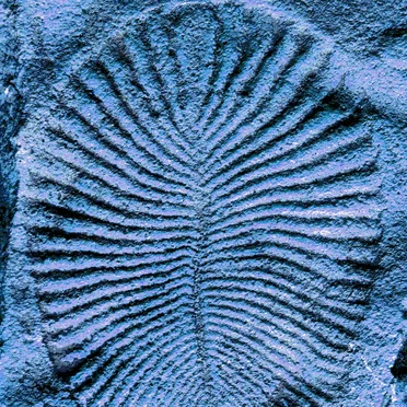Dickinsonia