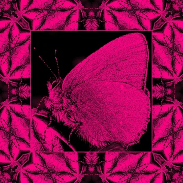 Soil Angel (remix)
