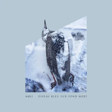 Oiseau bleu sur fond mort