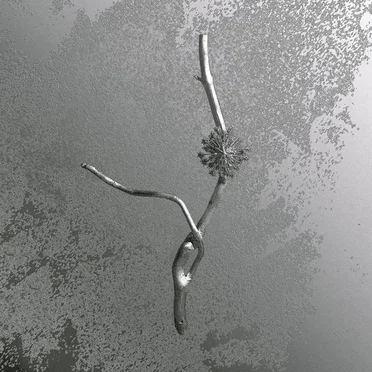 La Maccaia by Gaia Banfi - album cover