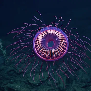 Hiding Beneath the Waves, in Complete Darkness