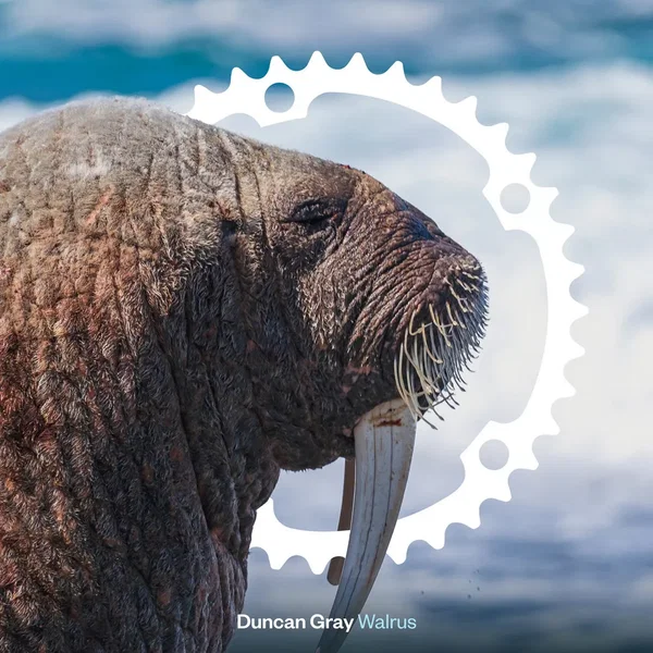 Walrus
