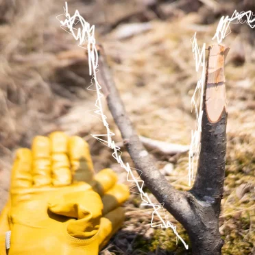 弥生ｰ Shika no Ou