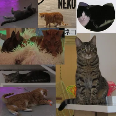 Nyan Nyan Nyan (02-22-2022)