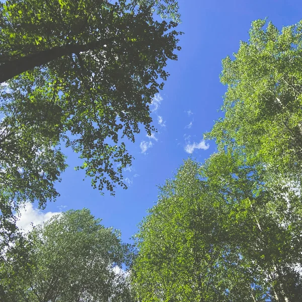 birds, chirping in the distance