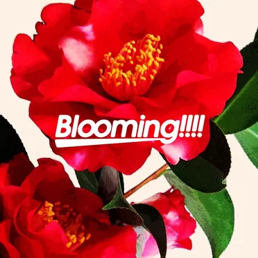 Blooming!!!!