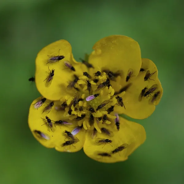 6 Spring Songs
