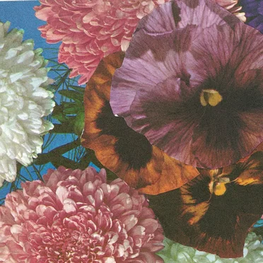 Annual Flowers in Color