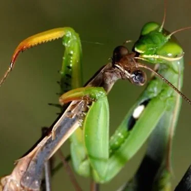 A Damsel Causing Distress by Petronn Sphene - album cover