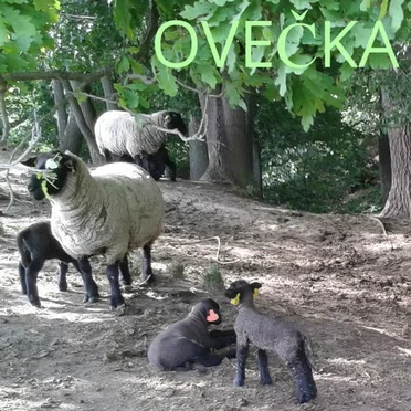 Ovečka by Tuláci - album cover