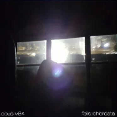 Felis Chordata