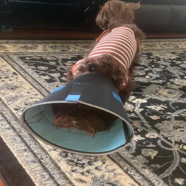 conehead