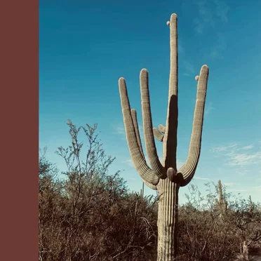 Saguaro by Mourning Modern - album cover