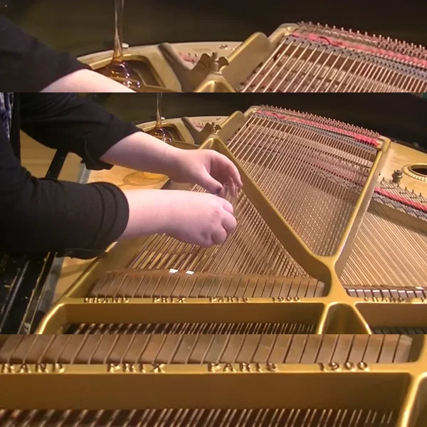 Brylee Daniels Sonata for the 2020 Election