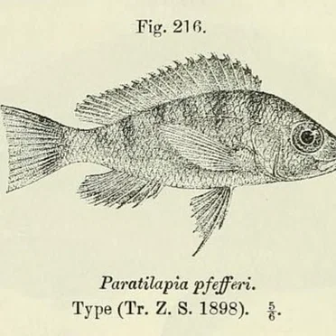 Gnathochromis pfefferi
