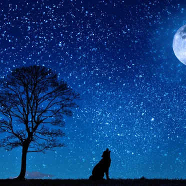 Alma Nox