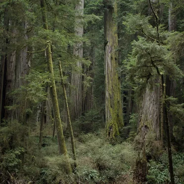 Echoes of the Wood: Branch VI