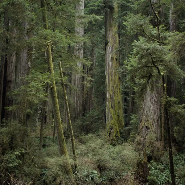 Echoes of the Wood: Branch VI