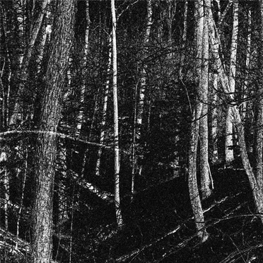 Whispering Trees by Somnam - album cover