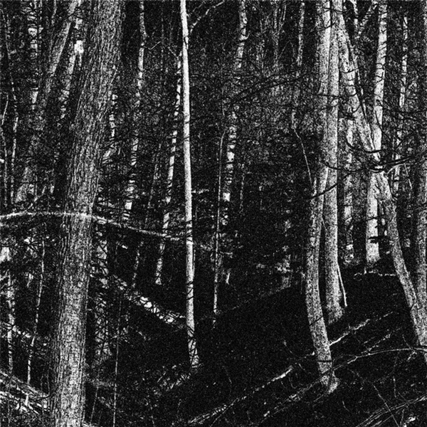 Whispering Trees