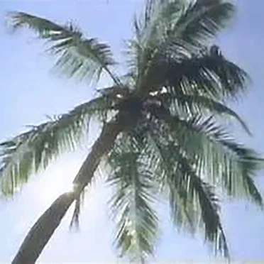 FUJIパラダイス