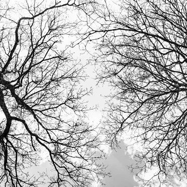 Crown Shyness Part 1
