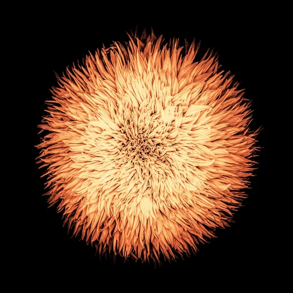 Cosmogonia
