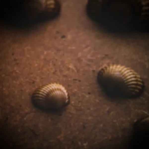 Shells and sand, naught but this --
