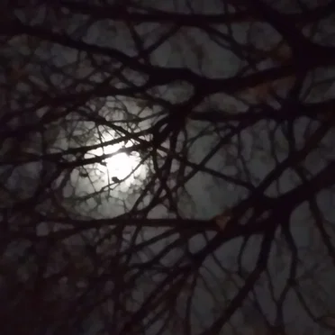 Starless Nights / Gone