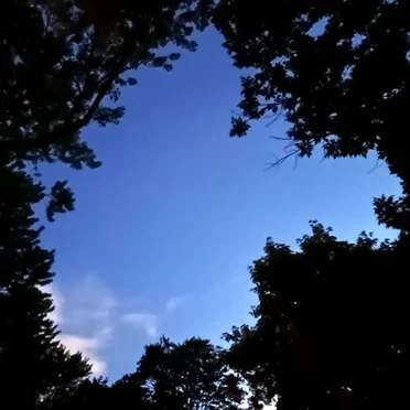 Le vol du colibri