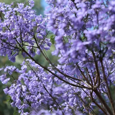 Ranban Cold Shadows Fall