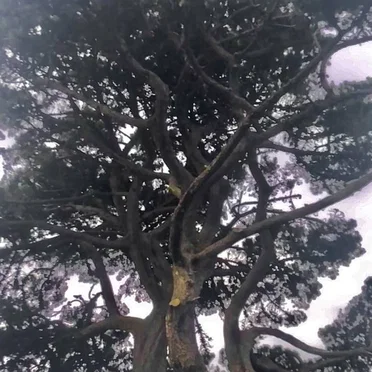 Brutal Death