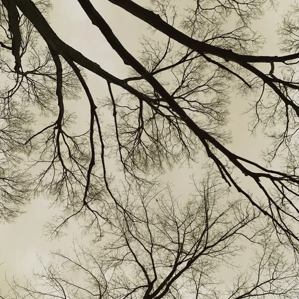 Darkening Skies Consume the Woods