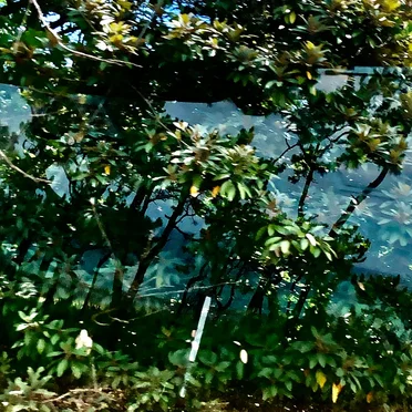 Kugatsunakaba (Pinetrees, Long Hill)