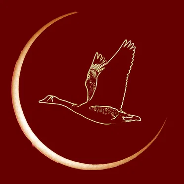 The Golden Goose by Plasma Face - album cover