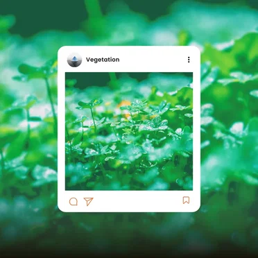 Vegetation