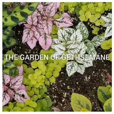 The Graden of Gethsemane