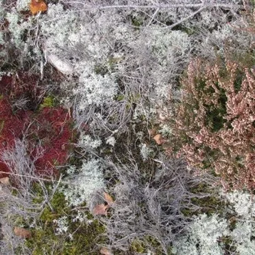 Mycorrhizae Realm