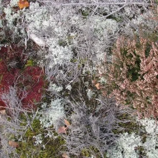 Mycorrhizae Realm