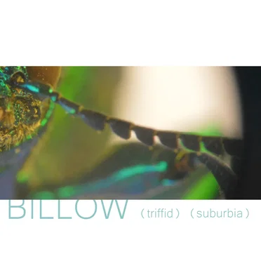 Triffid / Suburbia by Billow - album cover