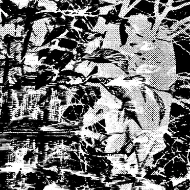 Maggot Swarms