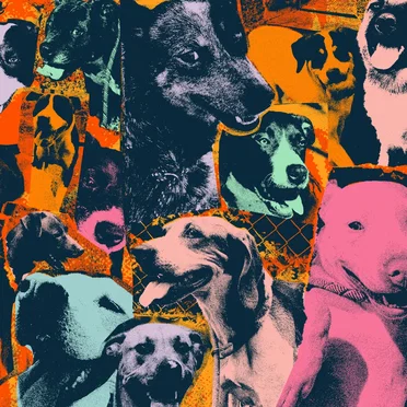 The Dogs of Hope by Various Artists - album cover