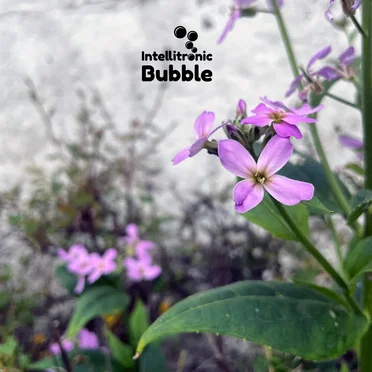 Bubble Flowers by Various Artists - album cover