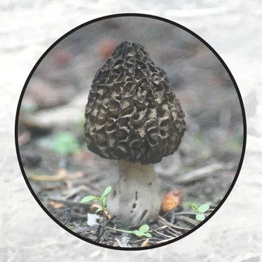 Moonlit Missive #104: 'Midday Mushrumps'
