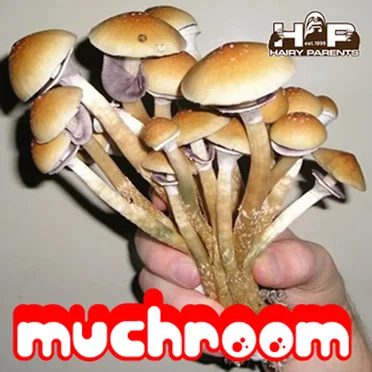 Much Room by Much Room - album cover
