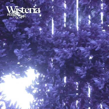Wisteria